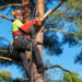 Three Little-Known Benefits of Tree Trimming